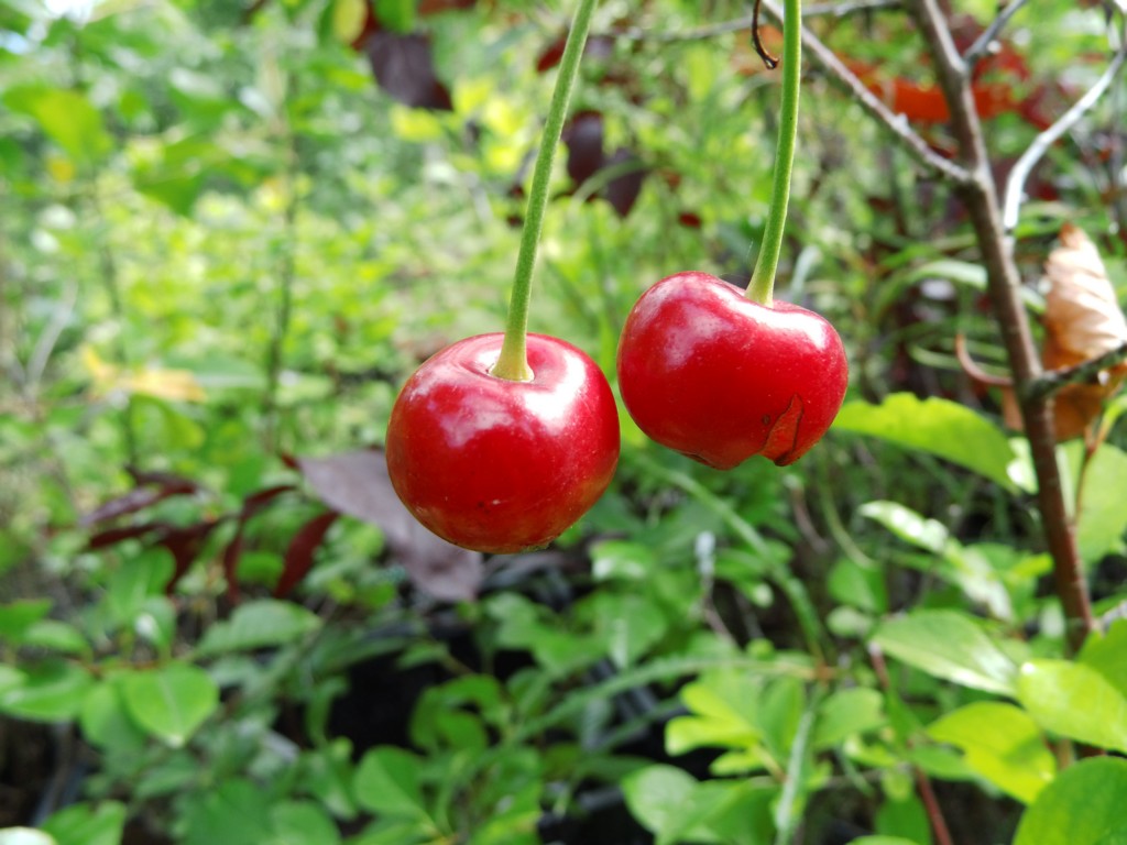 Prunus cerasus - Sauerkirsche